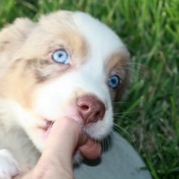 Australian Shepherd Puppies from Midwest Guardian Aussies