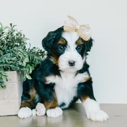 Nina - Tri-color female Bernedoodle puppy in Spanish Fork, Utah from K Brand Doodles
