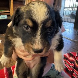 Australian Shepherd Puppies from Hayward aussies