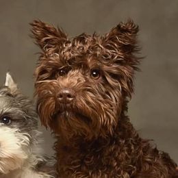 Stella - Miniature Schnauzer