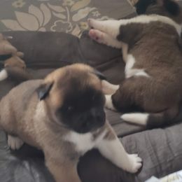 Akita Puppies from Mizuki Akita LLC.