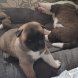 Akita Puppies from Mizuki Akita LLC.