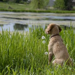 Labrador Retriever Puppies from Cheri Lewitzke
