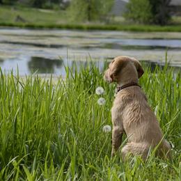 Labrador Retriever Puppies from Cheri Lewitzke