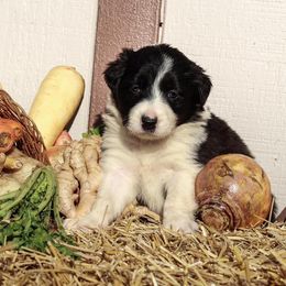 Border Collie Puppies from Gulan Farm Border Collies