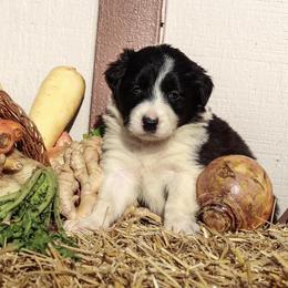 Border Collie Puppies from Gulan Farm Border Collies