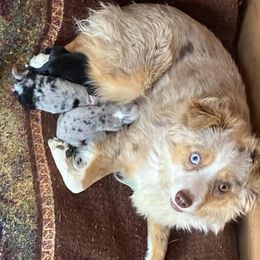 Miniature Australian Shepherds and Toy Australian Shepherds from Copper  Star Aussies