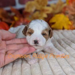 Orange Girl - Parti female Poodle puppy in St George, Utah from Crimson Ridge Poodles