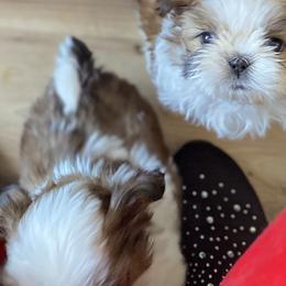Shih Tzus from Snowhisper Shih Tzu