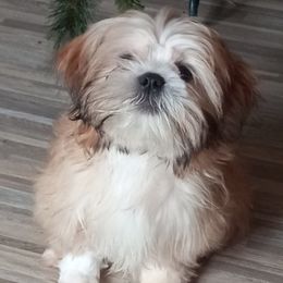 Chihuahuas and Shih Tzus from Gillian's Shih Tzus