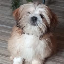 Chihuahuas and Shih Tzus from Gillian's Shih Tzus