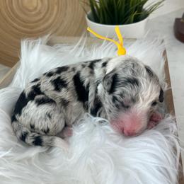 San Clemente - White and blue merle female Bordoodle puppy in Valley Center, California from Circle R Valley Bordoodls
