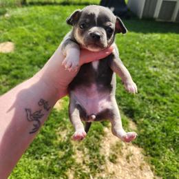 April - Blue and tan female Chihuahua puppy in Ashtabula, Ohio from Paw's & Awe's Chihuahuas