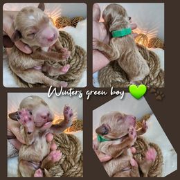 Green Boy - Red  Goldendoodle puppy in Wellford, South Carolina from 4goldendoodles
