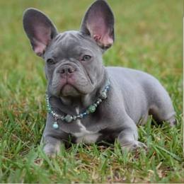 Princes - French Bulldog