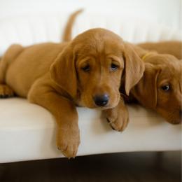 Moira - Yellow female Labrador Retriever puppy in Allons, Tennessee from UC Labradors LLC