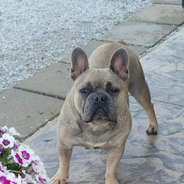 Sierra - French Bulldog