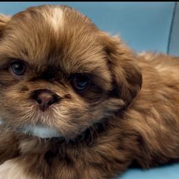 Jasper - Red Collar - Chocolate and tan male Shih Tzu puppy in Clarksburg, West Virginia from Pilgrim Shih tzu