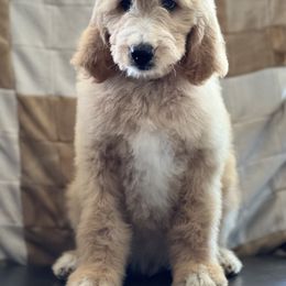 Goldendoodle Puppies from Rolling Acres Doodles and Poodles