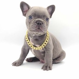 Theodore - Blue French Bulldog puppy in Puyallup, Washington from Ohana Bulldogs PNW