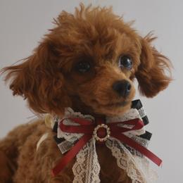 Siena - Poodle