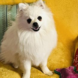 Prue - White female Pomeranian puppy in St. Louis, Missouri from Saint Louis Pomeranian babies