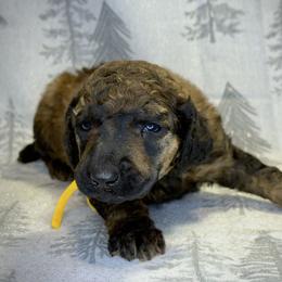 Ash - Brindle female Poodle puppy in Troy, Alabama from Redmond Rose Kennel