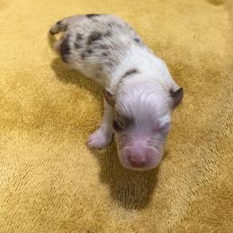 Miracle - Red merle female Miniature American Shepherd puppy in Florence, Oregon from NW Aloha Miniature American Shepherds