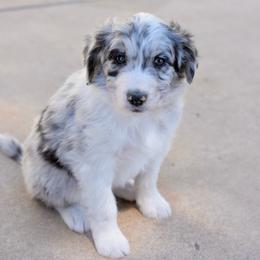 Kylie - Blue merle female Aussiedoodle puppy in Peyton, Colorado from Colorful Colorado Aussiedoodles