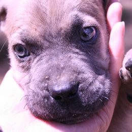 Casper - Fawn male Cane Corso puppy in Monroeville, Alabama from Dolce Luna Corsos