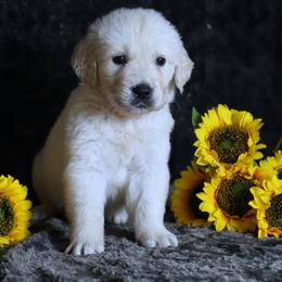 Orange Male - Light golden male Golden Retriever puppy in Pasadena, Maryland from Promise Land