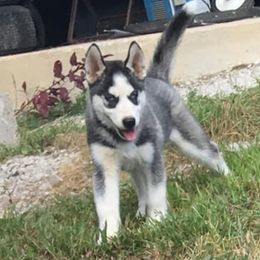 Siberian Husky Puppies from Siberian Huskies-Beckham the Great