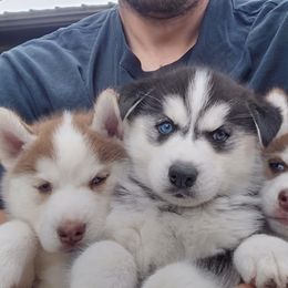 Siberian Husky puppies from Pope Family Farm