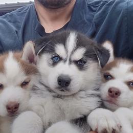 Siberian Husky puppies from Pope Family Farm