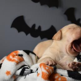 Dilute Retriever Puppies from Wicked Pines Retrievers