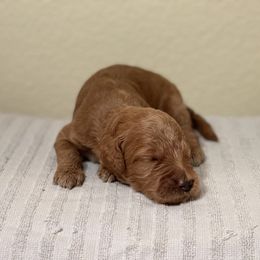 Double Doodle, Goldendoodle, Labradoodle, and Poodle Puppies from Amore Doodles & Poodles