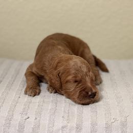 Double Doodle, Goldendoodle, Labradoodle, and Poodle Puppies from Amore Doodles & Poodles