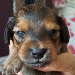Boy 1 - Brindle male Boxer puppy in Franklin, Georgia from Lakeside Kennels of Franklin