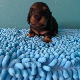 Priscilla-Girl 1 - Black and cream female Dachshund puppy in Wolf Lake, Indiana from Canisteo Dachshunds