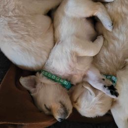 Golden Retriever Puppies from Rosemarie DeVora