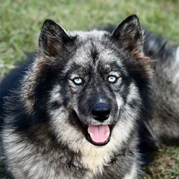 Izzumi  - Siberian Husky