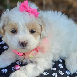 Ivy - White female Maltipoo puppy in Utica, Ohio from Poodle Me Crazy