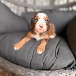 Sterling - Sable male Bernedoodle puppy in Ocala, Florida from Bernedoodles of Florida