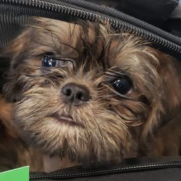 Brussels Griffons from Jeanette Williams