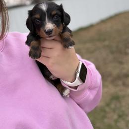 Snow White - Piebald female Dachshund puppy in Mc Alester, Ok, Oklahoma from New Hope Miniature Dachshunds