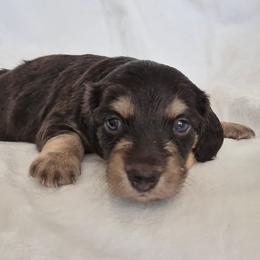 Bono AKC LH Black and cream - Black and cream male Dachshund puppy in Los Angeles, California from Sterling Dachshunds