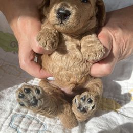 Goldendoodle Puppies from Cassie Farms