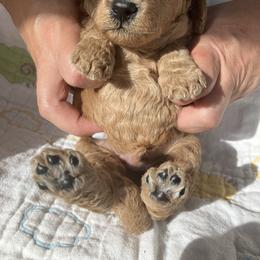 Goldendoodle Puppies from Cassie Farms