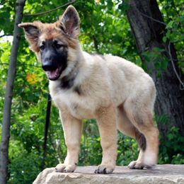 Shiloh Shepherds from High Caliber Shilohs