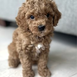Buddy - Red male Cavapoo puppy in Aiken, South Carolina from Cavapoos of the Carolinas